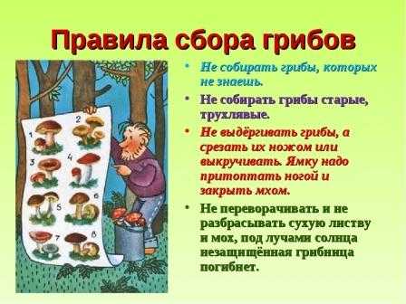 ?Правила сбора грибов.